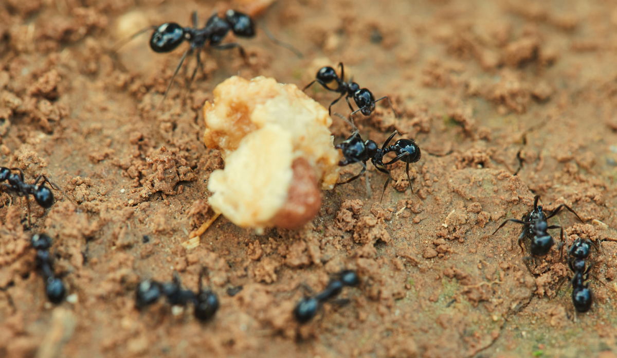Ameisen mit Beute - worauf achten bei Ameisen im Haus/Wohnung & Garten? - Hausmittel & natürliche Feinde