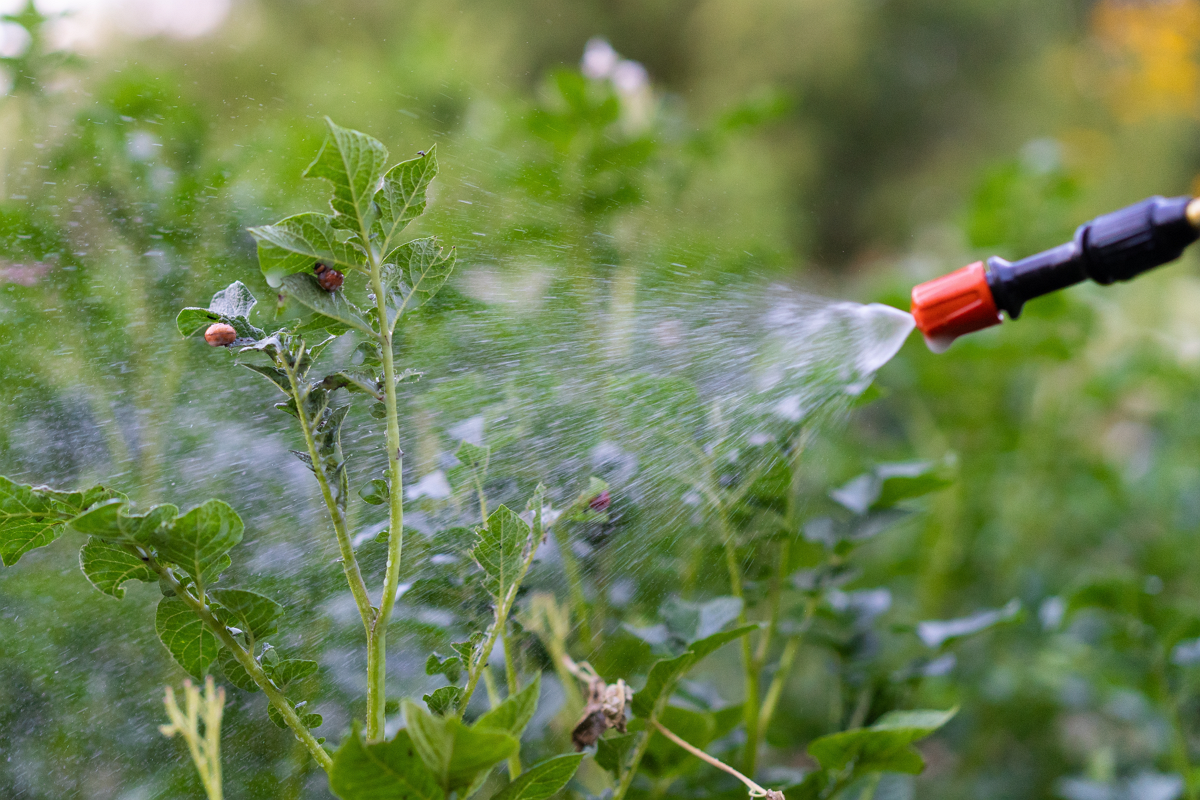 Hausmittel sprühen gegen Junikäfer und andere Schädlinge im Garten