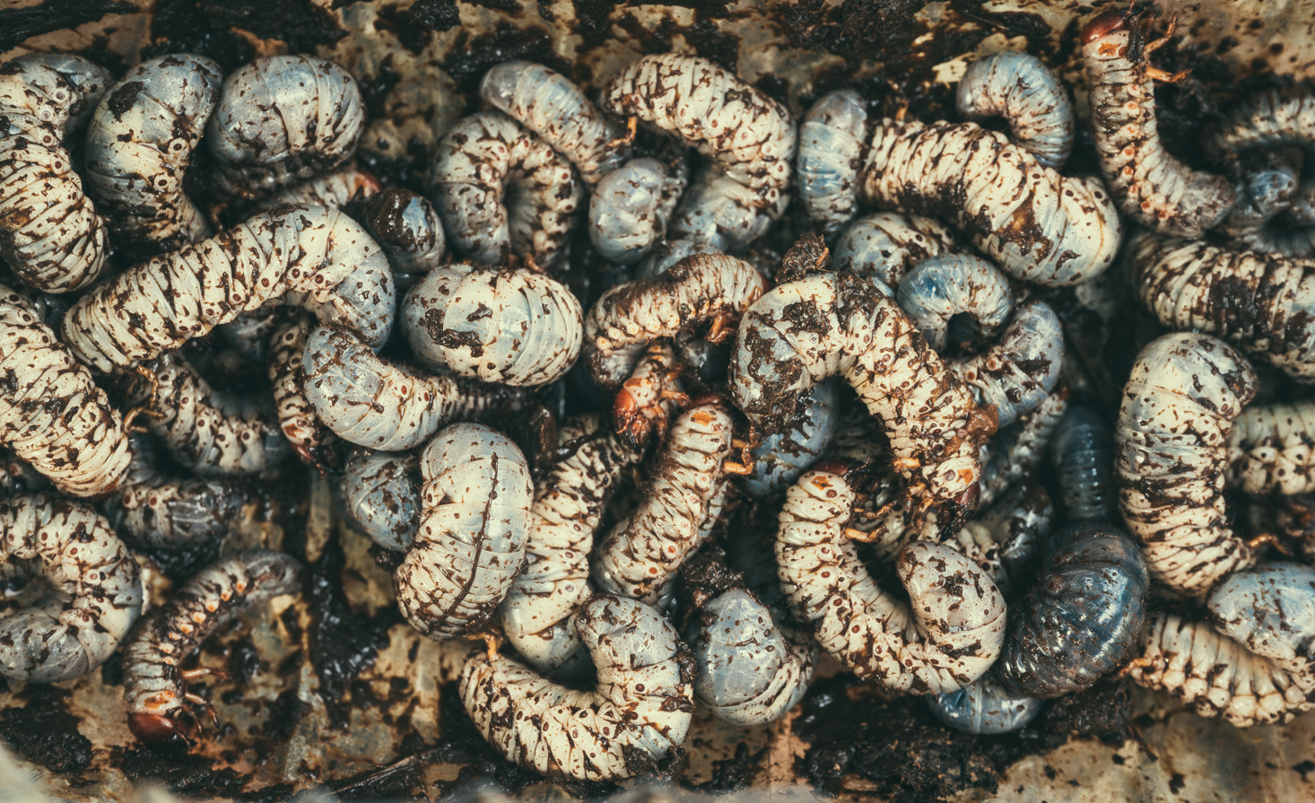Käferlarven - was tun gegen welche Schädlinge im Hochbeet?
