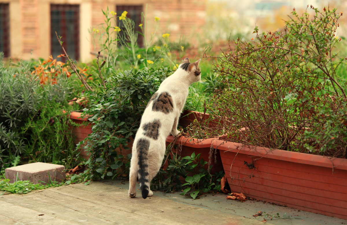 Katzen aus dem Garten vertreiben