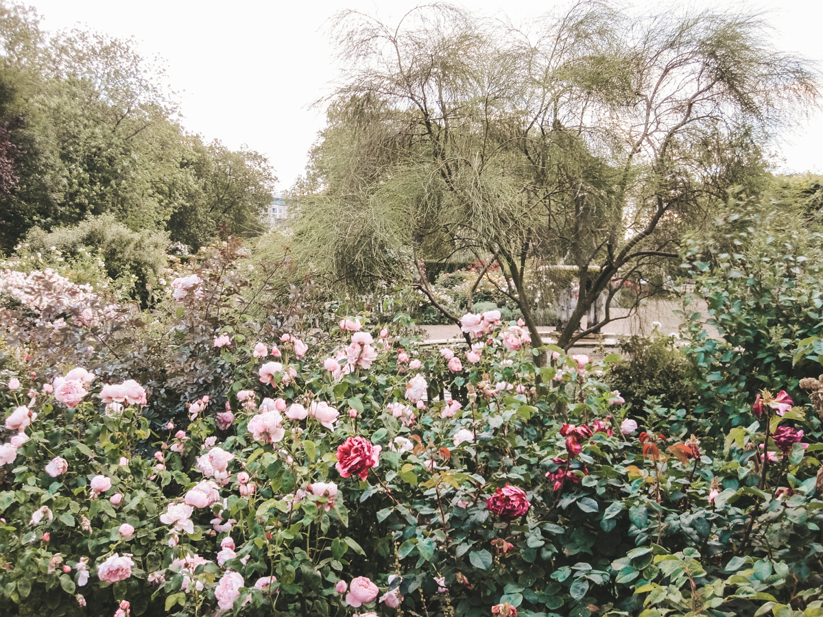 Rosen richtig düngen - Tipps für einen schönen Rosengarten