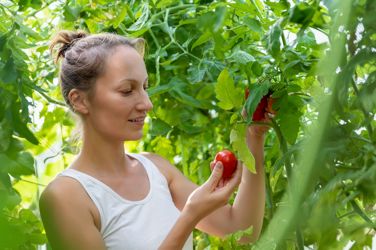 Tomaten - Passende Nachbarn pflanzen gegen Schädlinge
