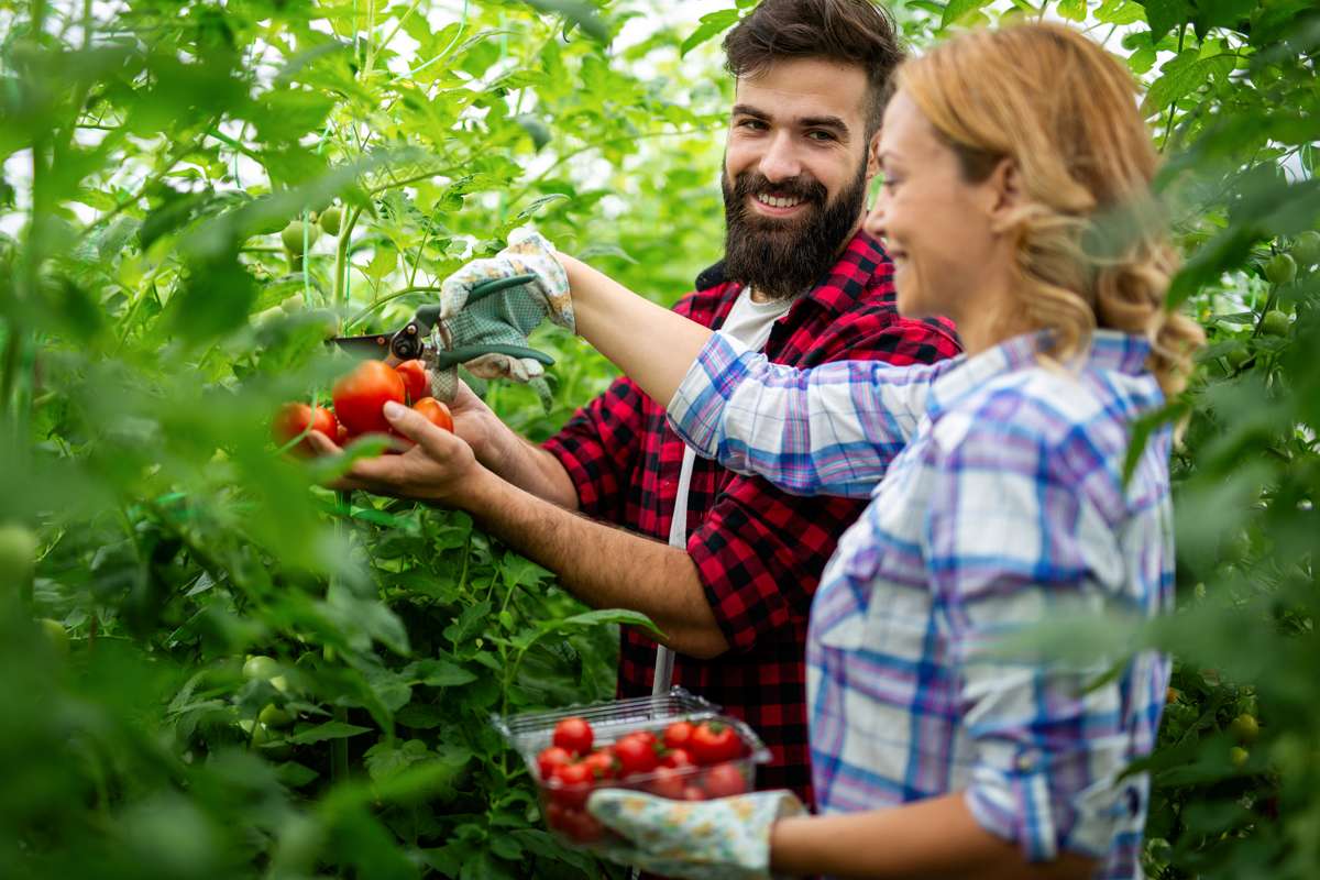 Gute Nachbarn für Tomaten können den Ertrag steigern - Tipps beachten & gute Beetpartner wählen