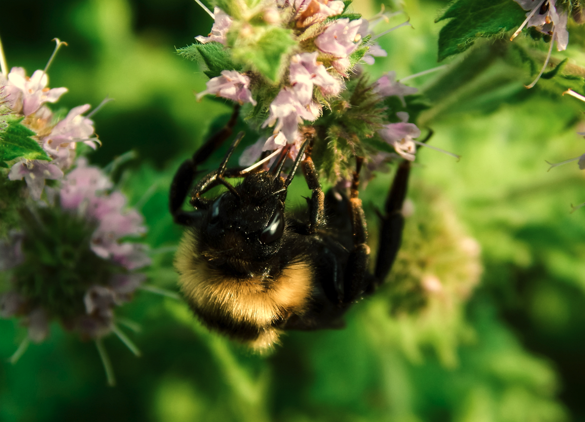 Wildbienen ansiedeln - Tipps für passende Pflanzen