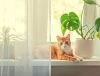 Ungiftige Zimmerpflanzen für Katzen - genau aufpassen bei der Auswahl