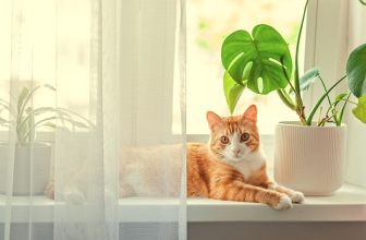 Ungiftige Zimmerpflanzen für Katzen - genau aufpassen bei der Auswahl