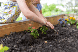 Hochbeet Engerlinge – was tun? Hausmittel & Pflanzen