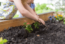 Hochbeet Engerlinge – was tun? Hausmittel & Pflanzen