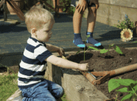 Was tun gegen Ameisen im Hochbeet? – Tipps