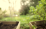 Hochbeet anlegen im Juli – Welche Pflanzen?
