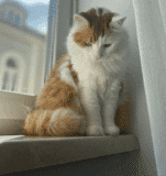 Möbel für Katzen und das Boxspringbett-Material