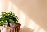 Pflanzen für fensterlose Räume