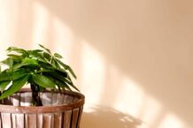 Pflanzen für fensterlose Räume