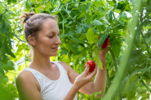 Tomaten vor Schädlingen schützen mit guten Nachbarn – Die richtigen Beetpartner pflanzen