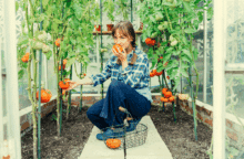 Tomatenhaus Vorteile & Tipps – Garten Idee