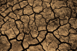Klimawandel – Tipps gegen Trockenheit im Garten