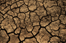 Klimawandel – Tipps gegen Trockenheit im Garten