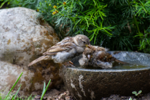 Vogeltränke – Wie kann ich Vögel im Garten anlocken?