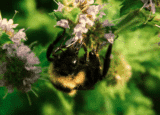 Wildbienen schützen – 8 Pflanzen für den Garten